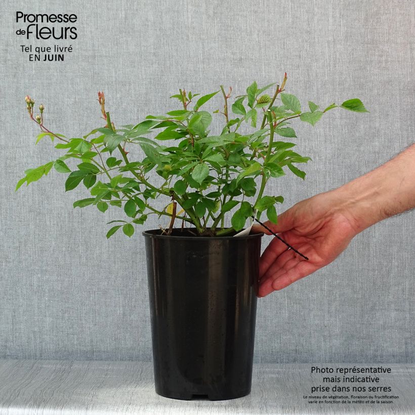 Rosal Siluetta Lavender - Rosal trepador Maceta 4L/5L Ejemplar entregado en la primavera