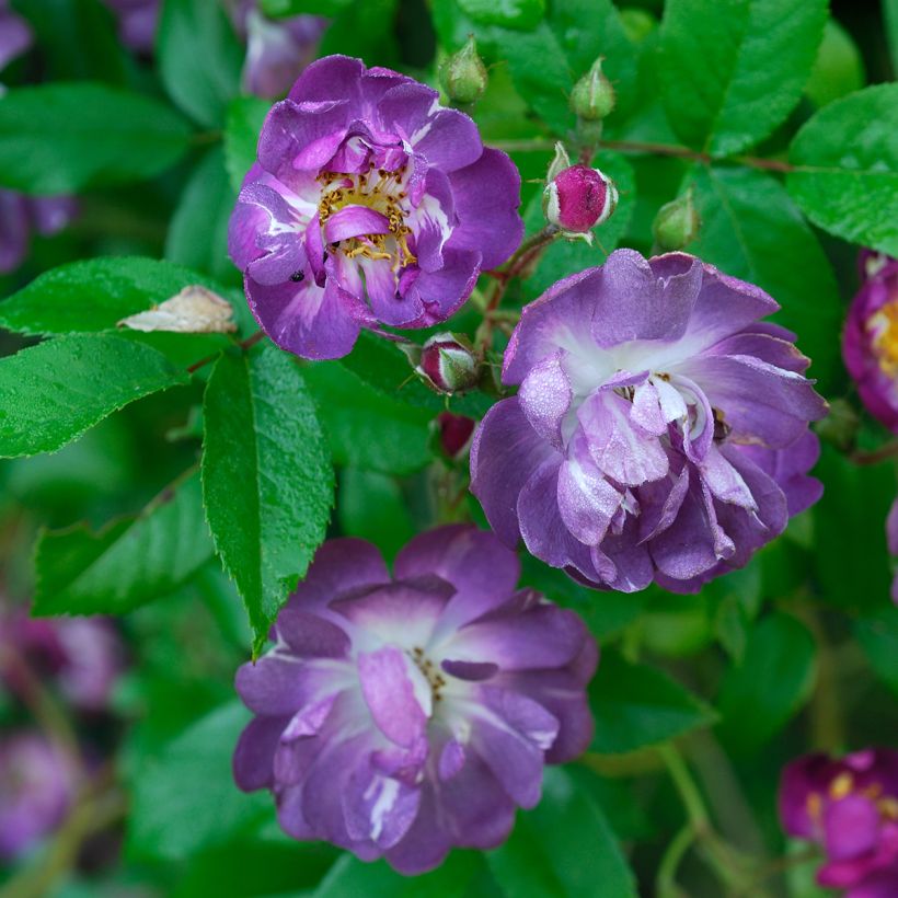 Rosal Veilchenblau - Rosal trepador (Floración)