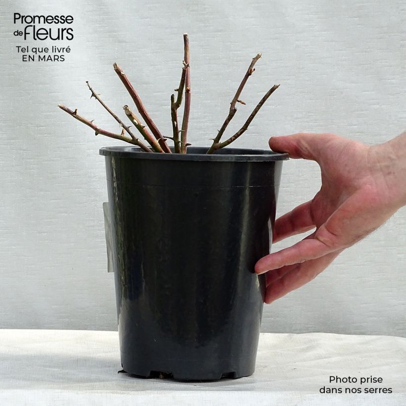 Rosal White New Dawn - Rosal trepador Maceta 4L/5L Ejemplar entregado en la primavera