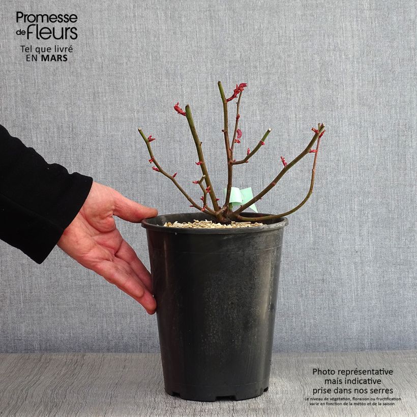 Rosal Zéphirine Drouhin - Rosal trepador Maceta 4L/5L Ejemplar entregado en invierno