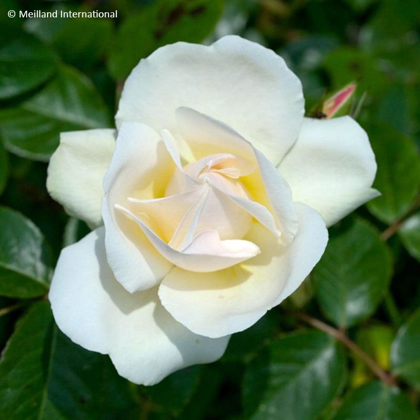 Rosal Jean Honoré Mus - Rosal liana (Floración)