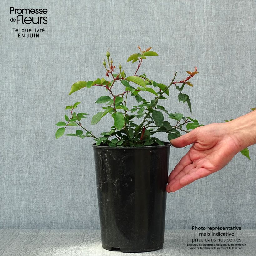 Rosal Adélaïde d’Orléans - Rosal liana Maceta 4L/5L Ejemplar entregado en la primavera