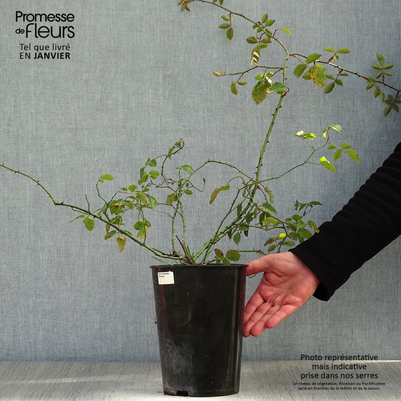 Rosal Adélaïde d’Orléans - Rosal liana Maceta 4L/5L Ejemplar entregado en invierno