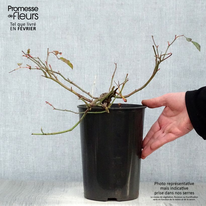 Rosal Albéric Barbier - Rosal liana Maceta 4L/5L Ejemplar entregado en invierno