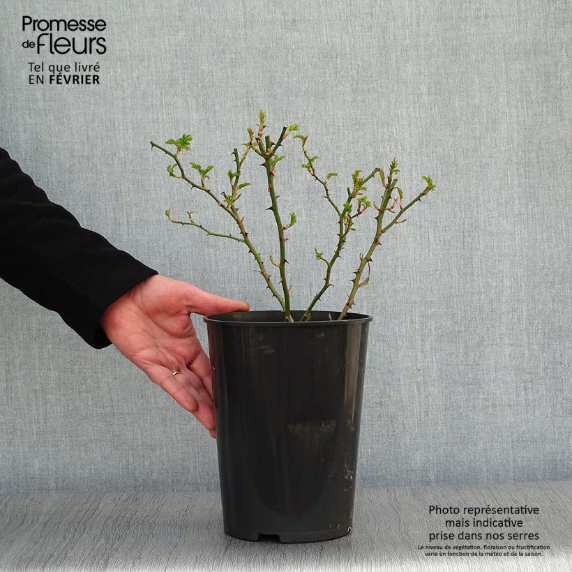 Rosal Blush Rambler - Rosal liana Maceta 4L/5L Ejemplar entregado en invierno