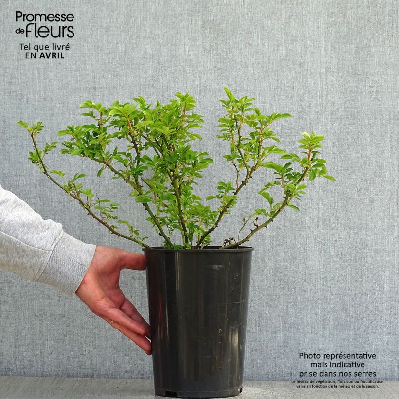 Rosal Blush Rambler - Rosal liana Maceta 4L/5L Ejemplar entregado en la primavera