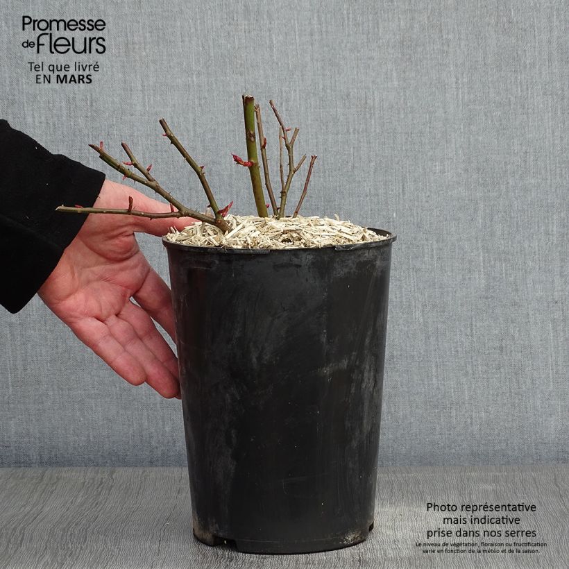 Rosal Felicité et Perpétue - Rosal liana Maceta 4L/5L Ejemplar entregado en invierno