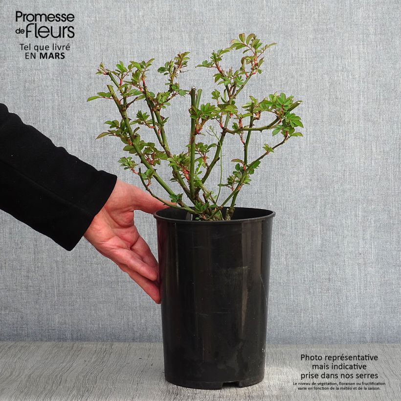 Rosal Francis E Lester - Rosal liana Maceta 4L/5L Ejemplar entregado en invierno