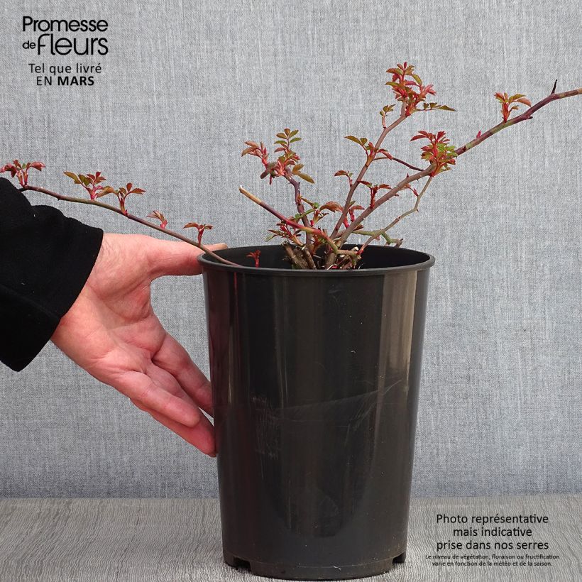 Rosal François Juranville - Rosal trepador Maceta 4L/5L Ejemplar entregado en invierno