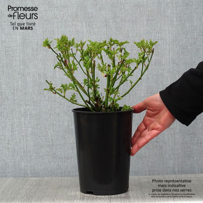 Rosal Maria Lisa - Rosal liana Maceta 4L/5L Ejemplar entregado en invierno