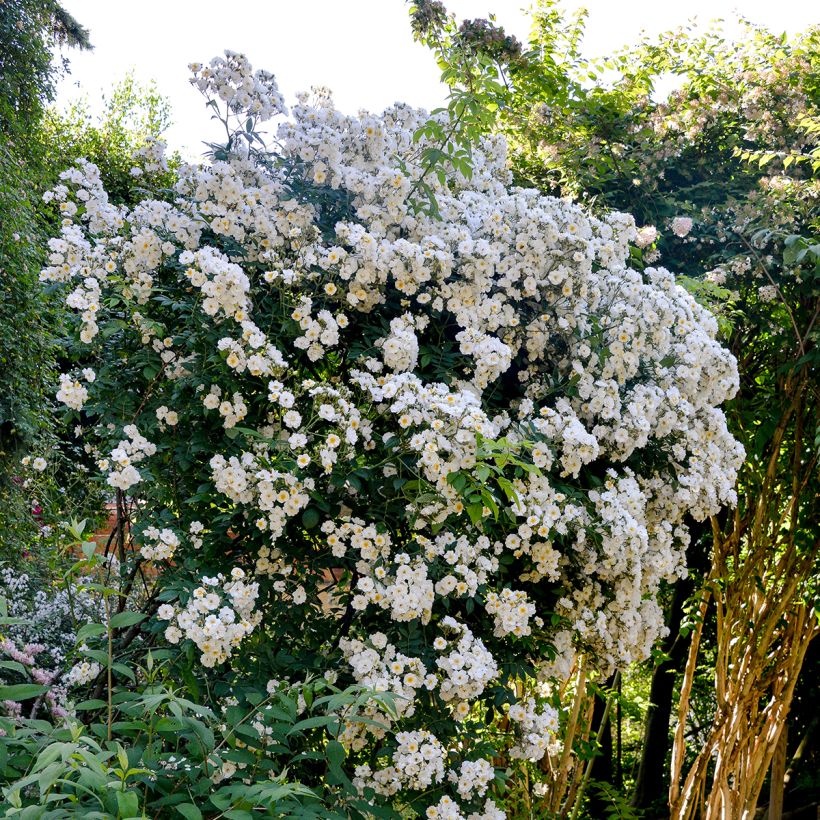 Rosal Rambling Rector - Rosal liana (Porte)