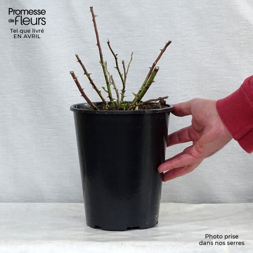 Rosal Rambling Rector - Rosal liana Maceta 4L/5L Ejemplar entregado en la primavera