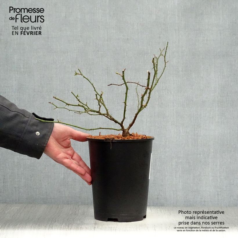 Rosal Sander's White Rambler - Rosal liana Maceta 4L/5L Ejemplar entregado en invierno