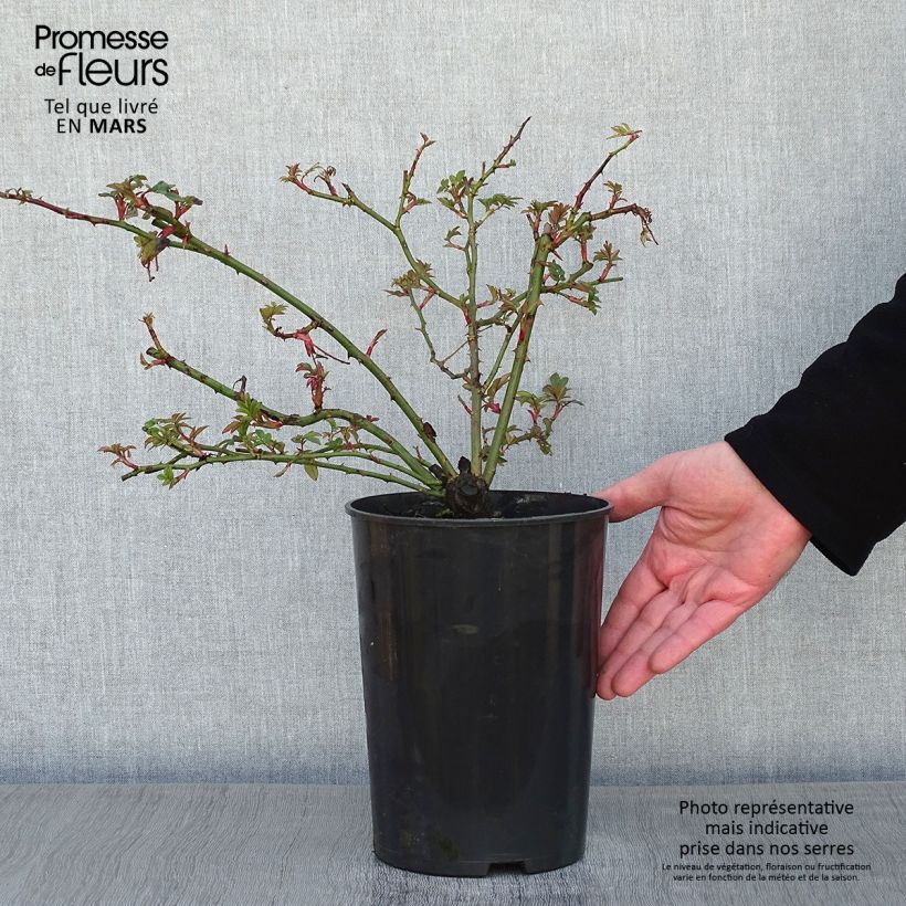 Rosal Wedding Day - Rosal liana Maceta 4L/5L Ejemplar entregado en invierno