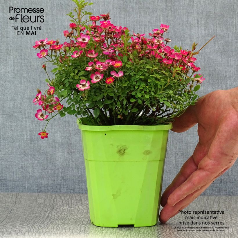 Rosal Cutie Pie - Rosal enano Maceta 2L/3L Ejemplar entregado en la primavera