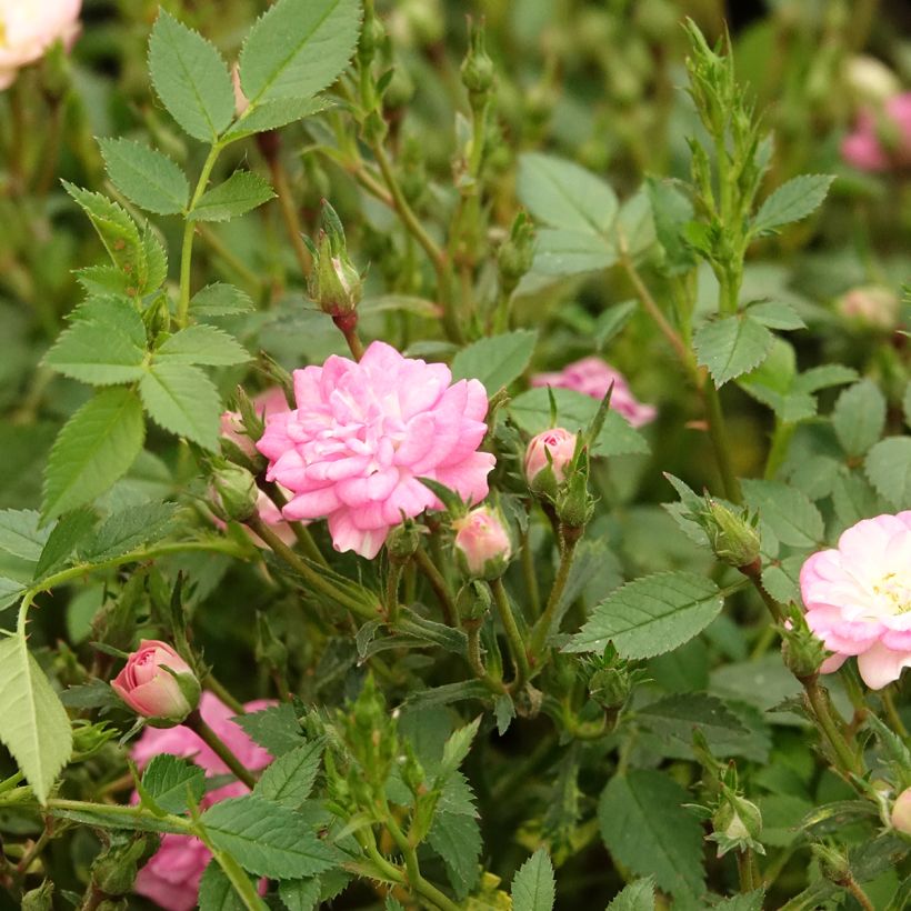Rosal Galaxy Naos - Rosal enano (Floración)