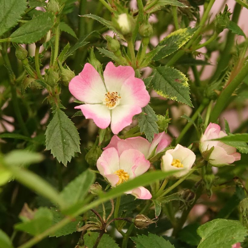 Rosal Galaxy Vega - Rosal enano (Floración)