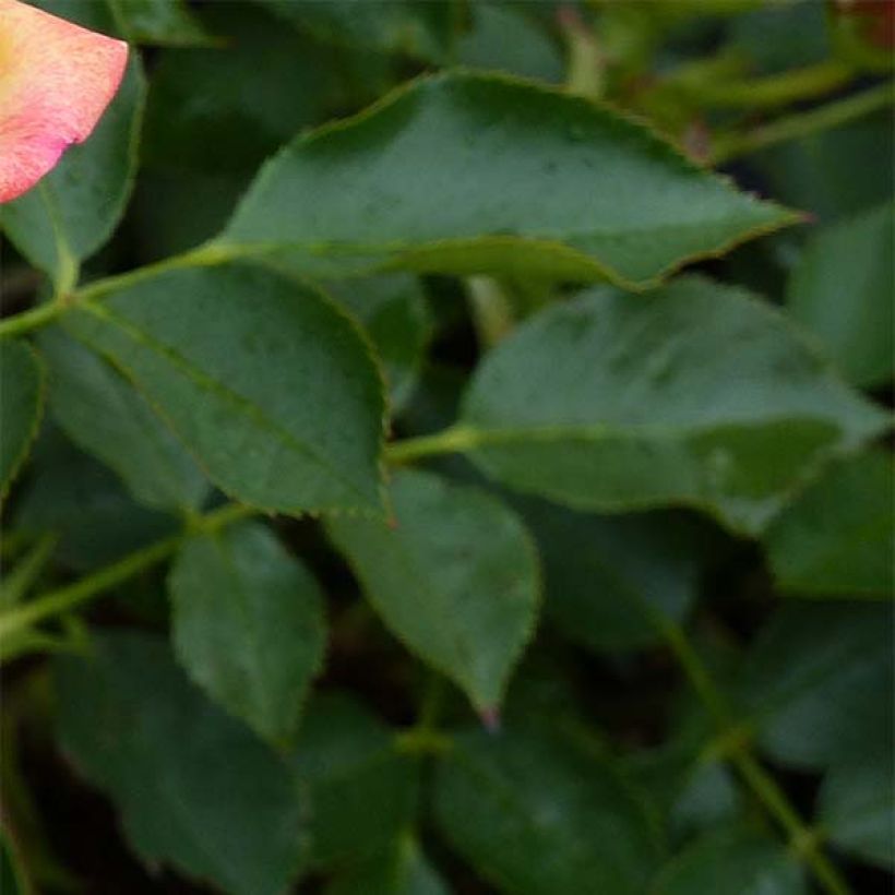 Rosal Lilliputs Little Sunset - Rosal tapizante (Follaje)