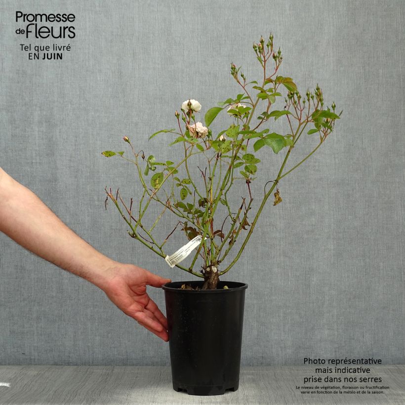 Rosal Bordure Blanche - Rosal tapizante Maceta 2L/3L Ejemplar entregado en la primavera