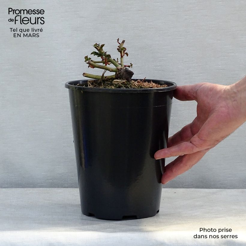 Rosal Charmant Korpeligo - Rosal tapizante Maceta 2L/3L Ejemplar entregado en invierno