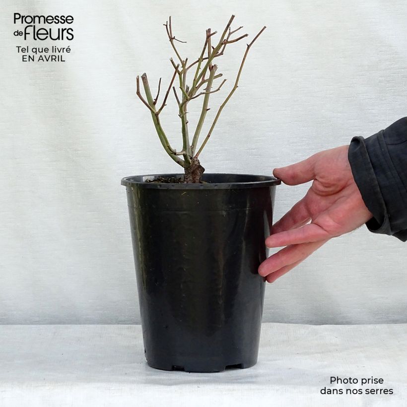 Rosal Rood Moorsdag - Rosal tapizante Maceta 3L/4L Ejemplar entregado en la primavera