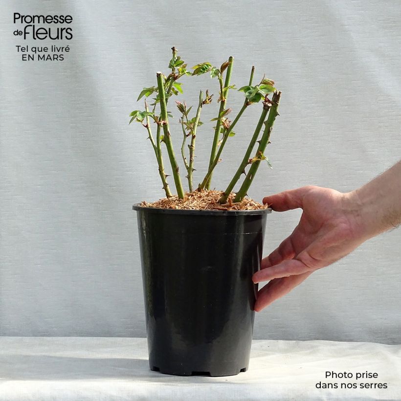 Rosal Lemon Fizz Kolorscape - Rosal tapizante Maceta 3L/4L Ejemplar entregado en invierno