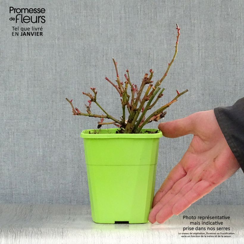 Rosal Lilliputs Anne Roumanoff - Rosal tapizante Maceta 1,5L/2L Ejemplar entregado en invierno