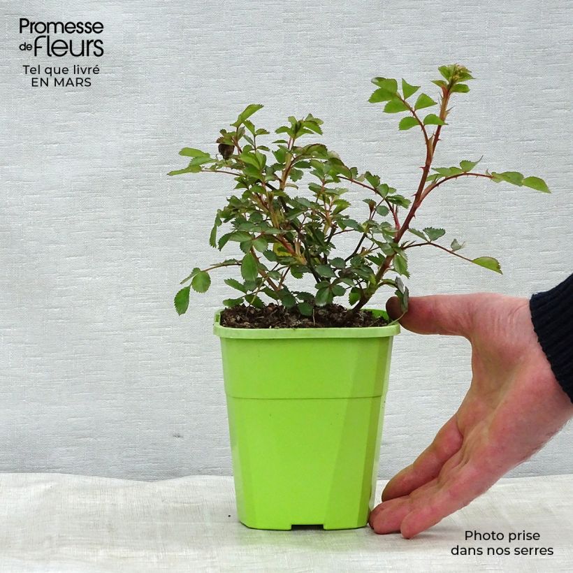 Rosal Lilliputs Flirt 2011 - Rosal tapizante Maceta 1,5L/2L Ejemplar entregado en la primavera
