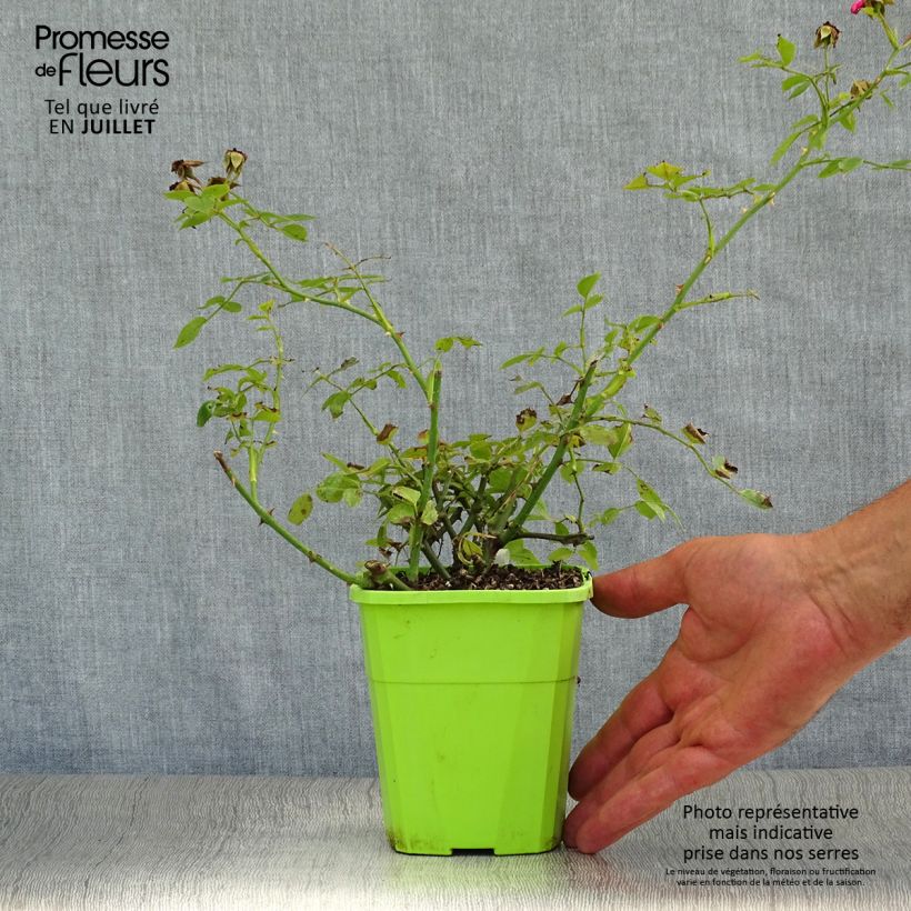 Ejemplar de Rosal Lilliputs Roxy - Rosal tapizante Maceta 3L/4L entregado en verano