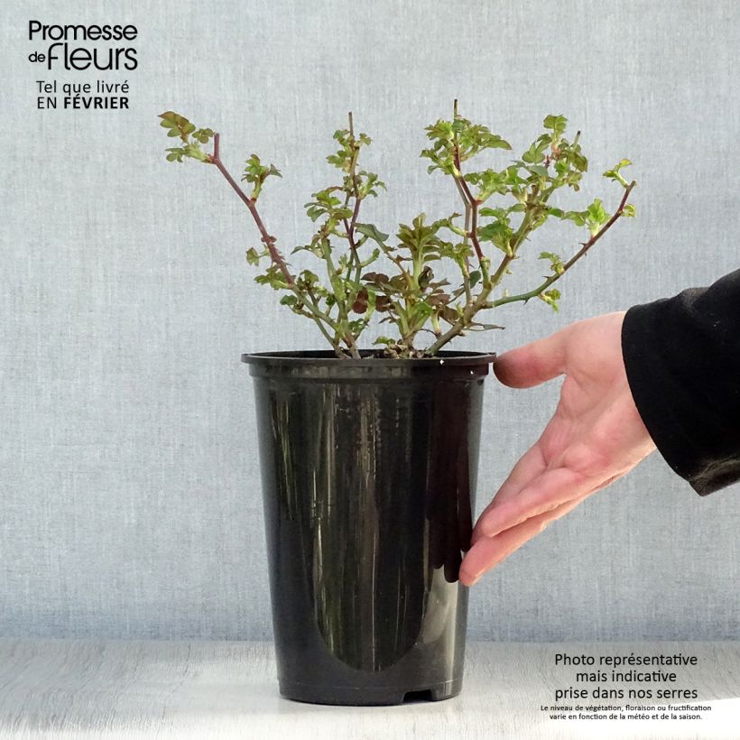 Rosal Lilliputs Little Sunset - Rosal tapizante Maceta 3L/4L Ejemplar entregado en invierno