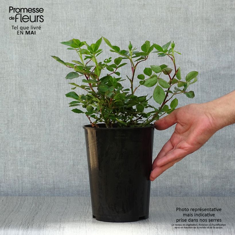 Rosal Lilliputs Little Sunset - Rosal tapizante Maceta 3L/4L Ejemplar entregado en la primavera