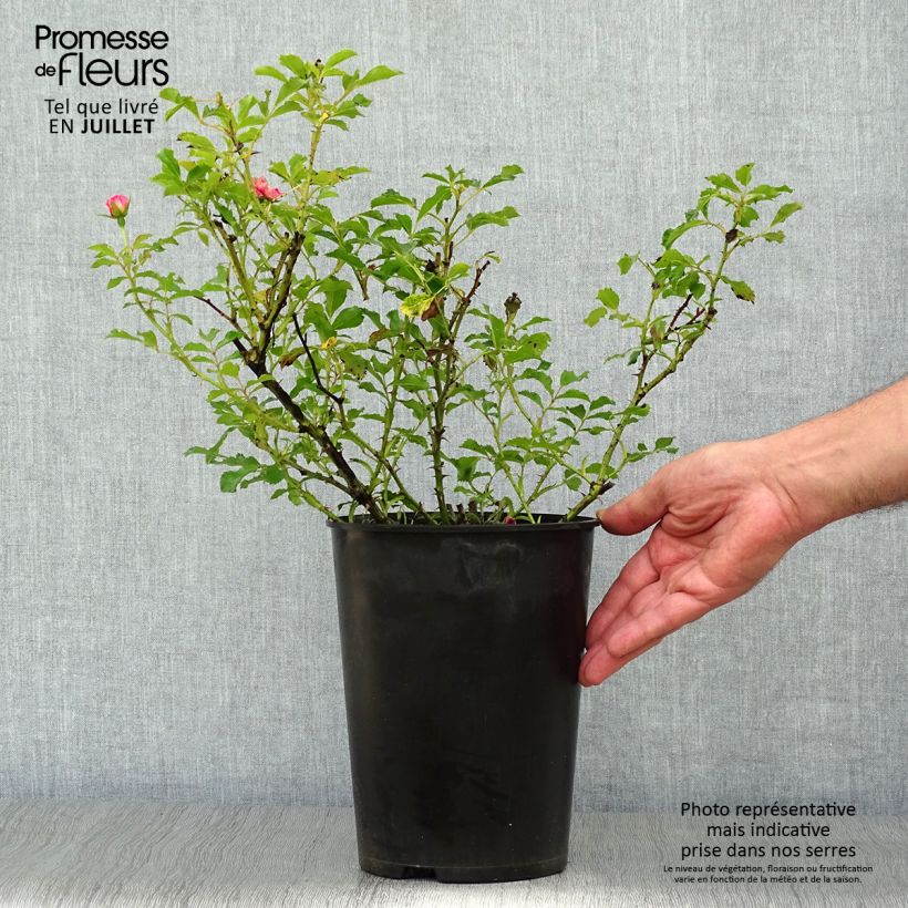 Ejemplar de Rosal persica Queen Babylon Eyes - Rosal tapizante Maceta 4L/5L entregado en verano