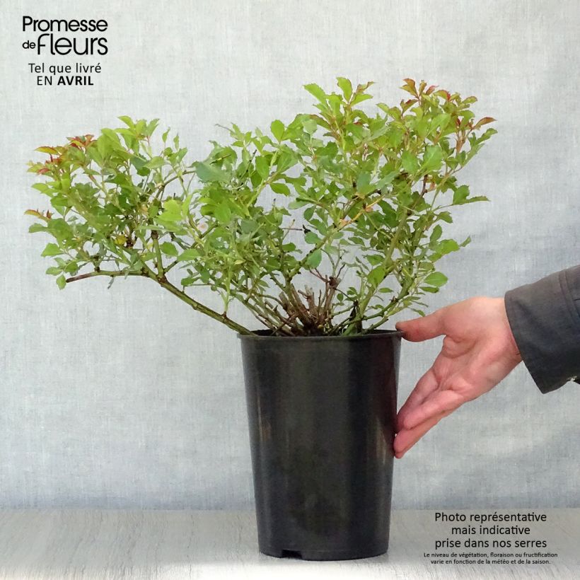 Rosal persica Queen Babylon Eyes - Rosal tapizante Maceta 4L/5L Ejemplar entregado en la primavera