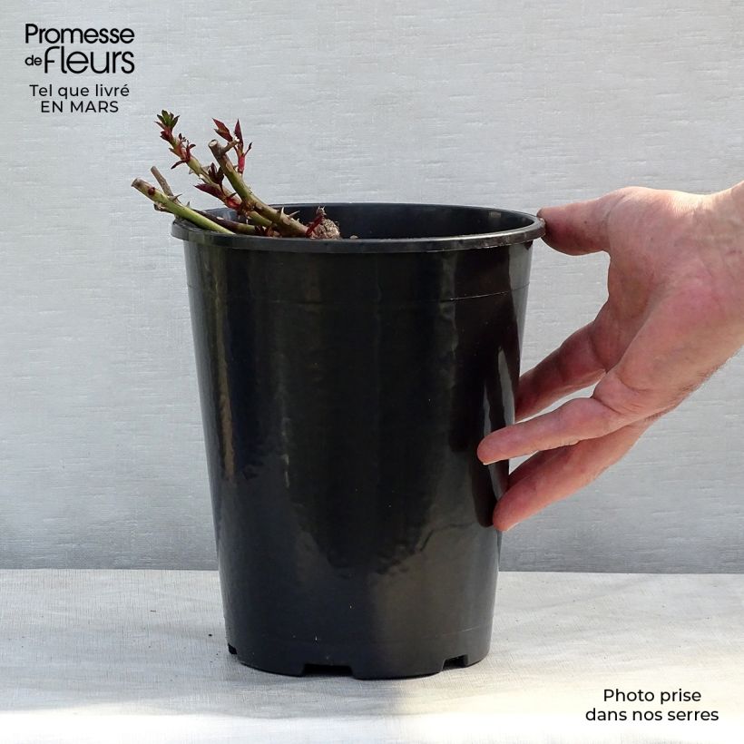 Rosal persica Sunshine Babylon Eyes - Rosal tapizante Maceta 4L/5L Ejemplar entregado en invierno