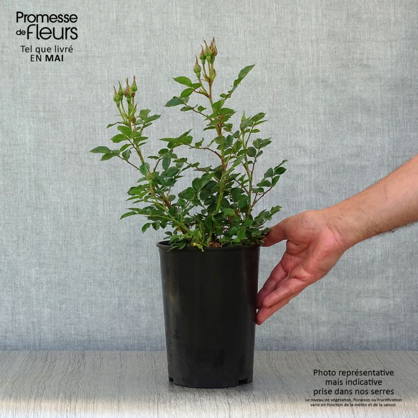 Rosal Sweet Dream - Rosal tapizante Maceta 3L/4L Ejemplar entregado en la primavera