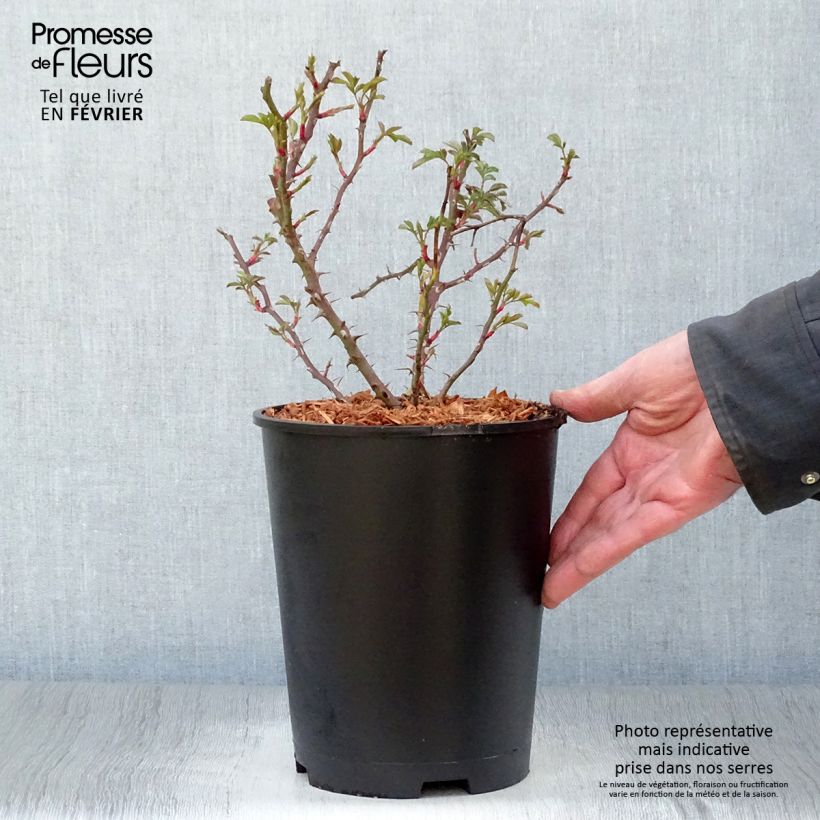 Rosal persica Trendy Babylon Eyes - Rosal tapizante Maceta 4L/5L Ejemplar entregado en invierno