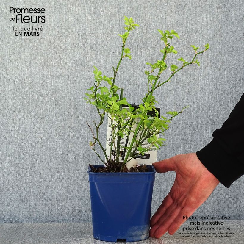 Rosal Rosalnatura Rosea - Rosal paisajístico Maceta 2L/3L Ejemplar entregado en invierno