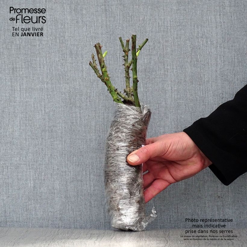 Rosal Les Quatre Saisons - Rosal paisajístico Raíz desnuda Ejemplar entregado en invierno