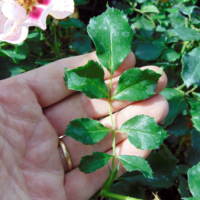 Rosal persica Coral Babylon Eyes - Rosal tapizante (Follaje)