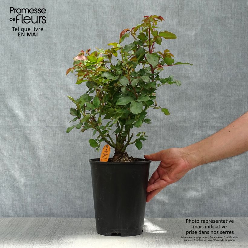 Rosal polyantha Mona Lisa Maceta 4L/5L Ejemplar entregado en la primavera