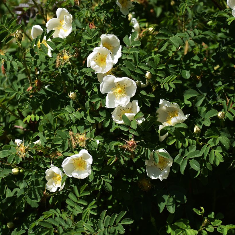 Rosal rugosa Alba (Porte)