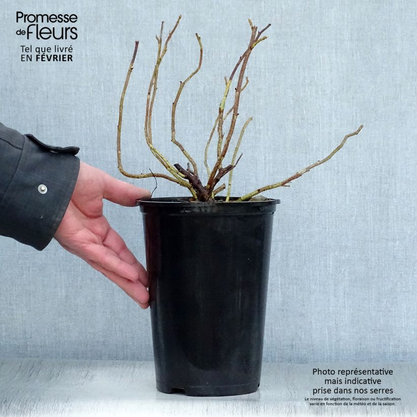 Rosal rugosa Alba Maceta 3L/4L Ejemplar entregado en invierno