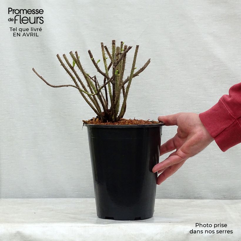 Rosal rugosa Alba Maceta 3L/4L Ejemplar entregado en la primavera