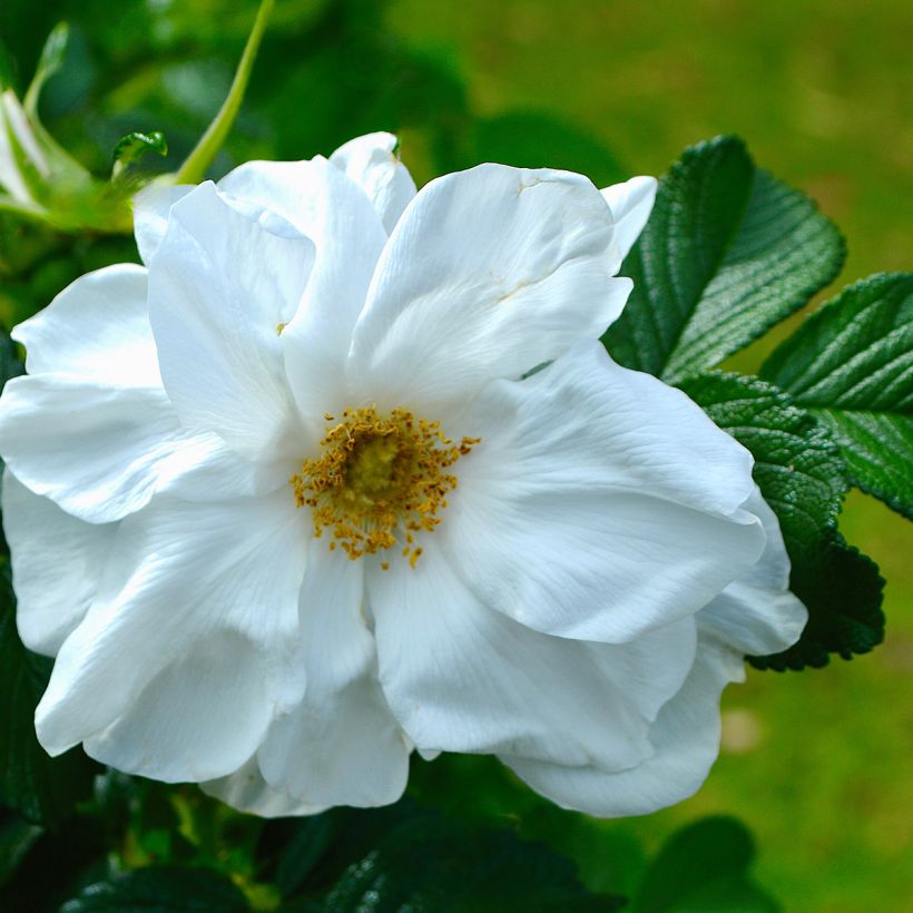 Rosal rugosa Blanc Double de Coubert (Floración)