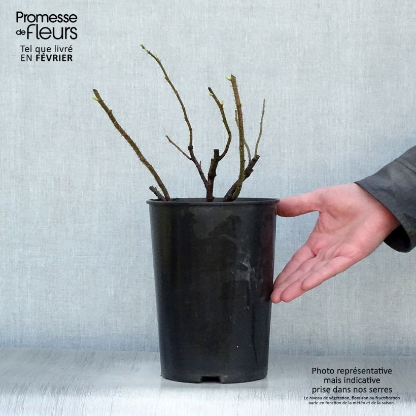 Rosal rugosa Blanc Double de Coubert Maceta 4L/5L Ejemplar entregado en invierno