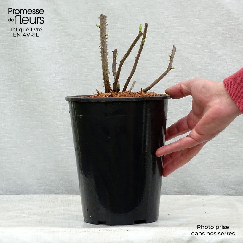 Rosal rugosa Blanc Double de Coubert Maceta 4L/5L Ejemplar entregado en la primavera