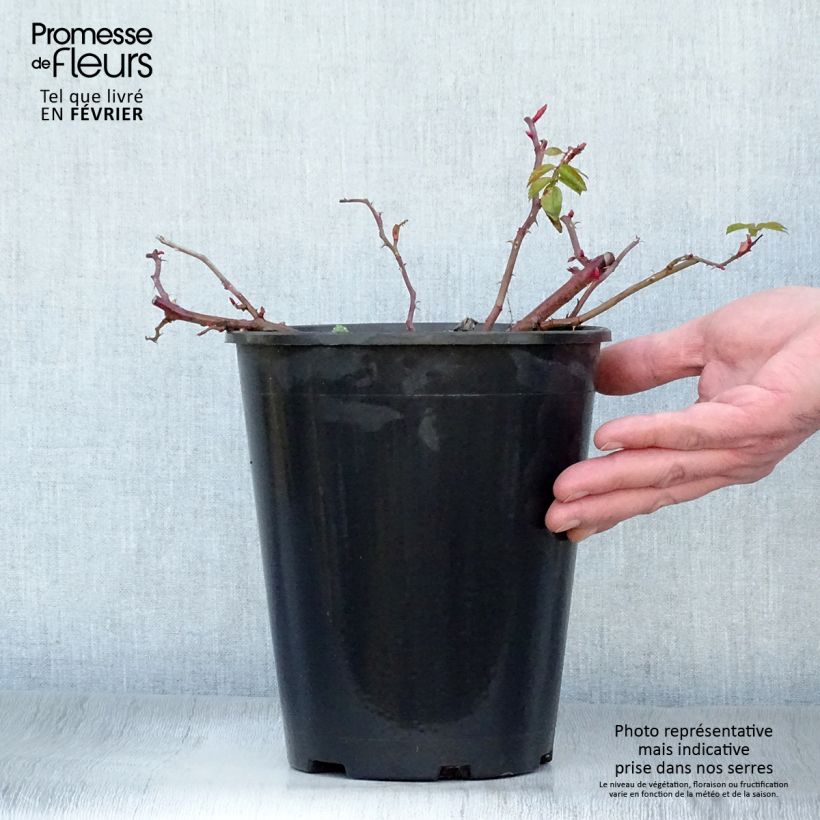 Rosal rugosa Frau Dagmar Hastrup Maceta 2L/3L Ejemplar entregado en invierno