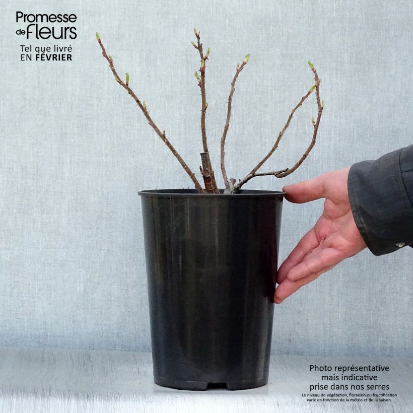 Rosal rugosa Hansa Maceta 4L/5L Ejemplar entregado en invierno