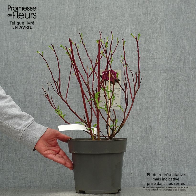 Rosal Jam-a-licious Maceta 4L/5L Ejemplar entregado en la primavera