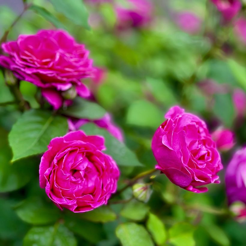 Rosal rugosa Roseraie de l'Haÿ (Floración)